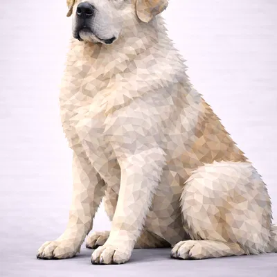 Chó chăn cừu Trung Á Alabay (Central Asian Shepherd Dog Alabay)