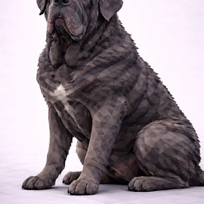 Neapolitan Mastiff Low Poly