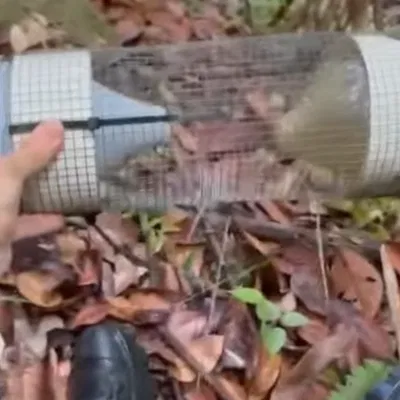 Cổng một chiều cho bẫy lưới nhôm (One Way Interface for Aluminum Mesh Traps)