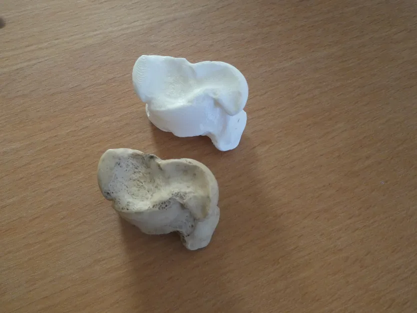 Xương Astragalus (xương sên/talus) của bò - Image 1