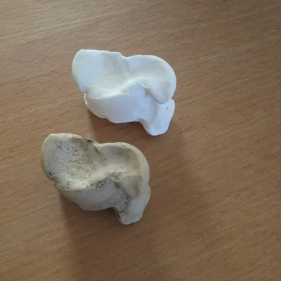 Xương Astragalus (xương sên/talus) của bò