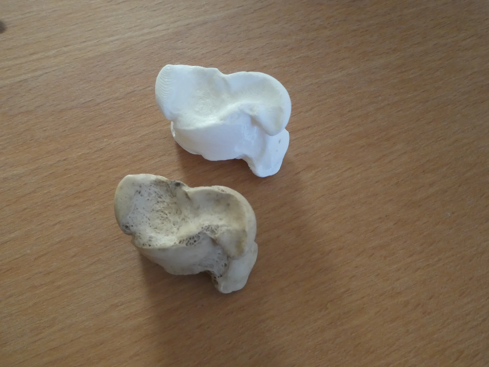 Xương Astragalus (xương sên/talus) của bò 1