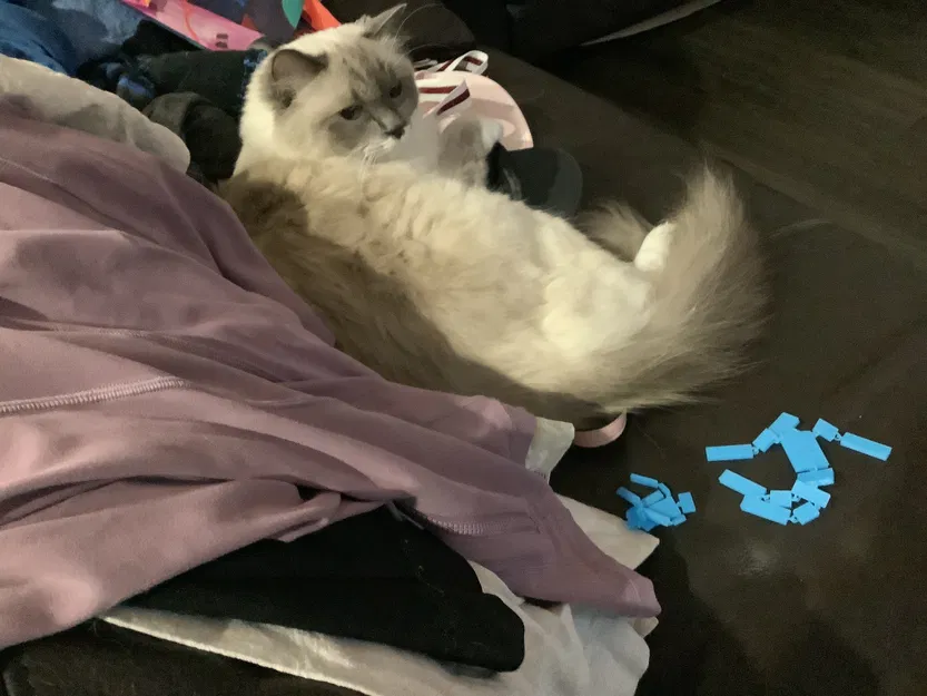 Ragdoll cơ bản (Tinkercad) - Image 8