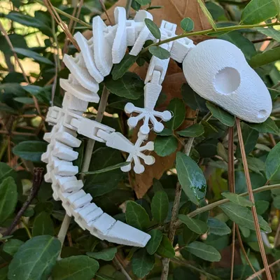 Bộ Xương Tắc Kè Flexi Khớp Nối (Articulated Flexi Gecko Skeleton)