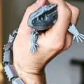Red-Eyed Crocodile Skink (Thằn lằn mắt đỏ) – mẫu in 3D articulated - Thumbnail 2
