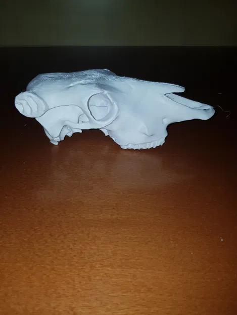 Hộp sọ bò (Cattle skull) - Image 1