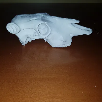 Hộp sọ bò (Cattle skull)