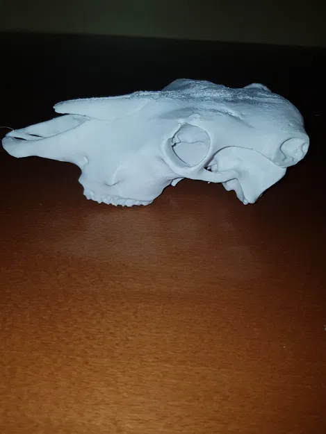 Hộp sọ bò (Cattle skull) - Image 2