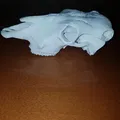 Hộp sọ bò (Cattle skull) - Thumbnail 2