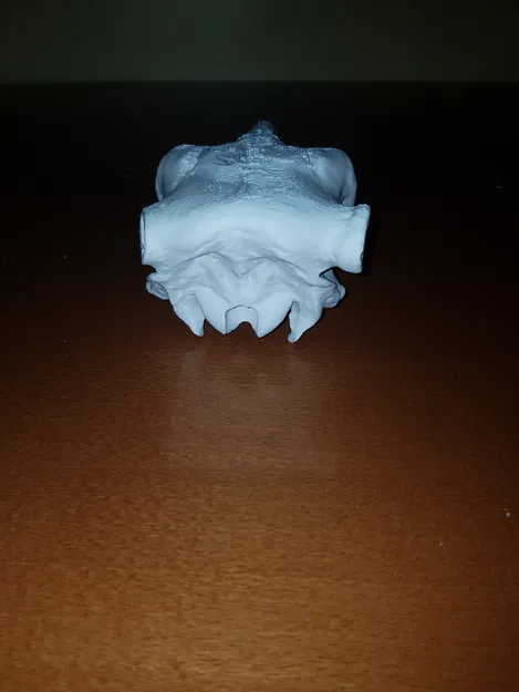 Hộp sọ bò (Cattle skull) - Image 3