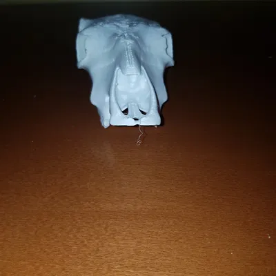 Hộp sọ bò (Cattle skull)