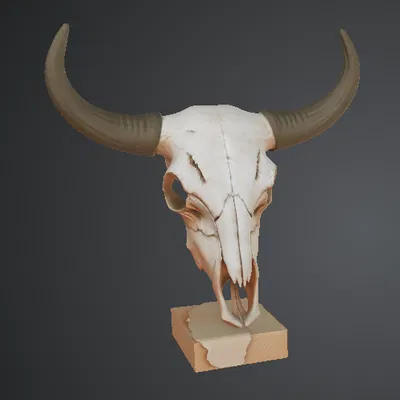 Hộp sọ trâu (Buffalo Skull) – đồ trang trí văn phòng