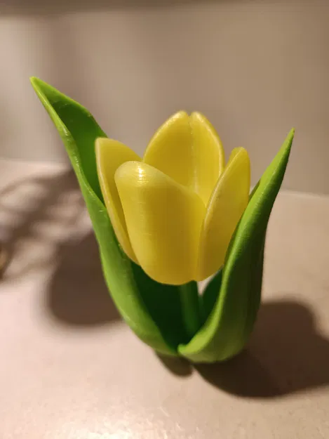 Kwiat tulipanu (hoa tulip) - Image 1
