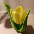 Kwiat tulipanu (hoa tulip) - Thumbnail 1