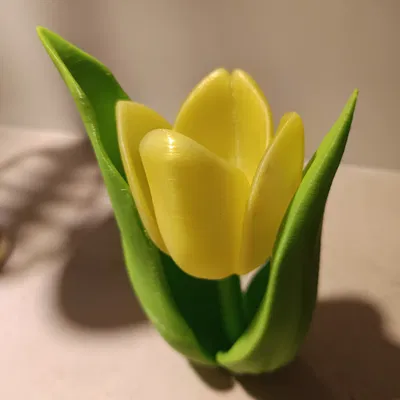 Kwiat tulipanu (hoa tulip)