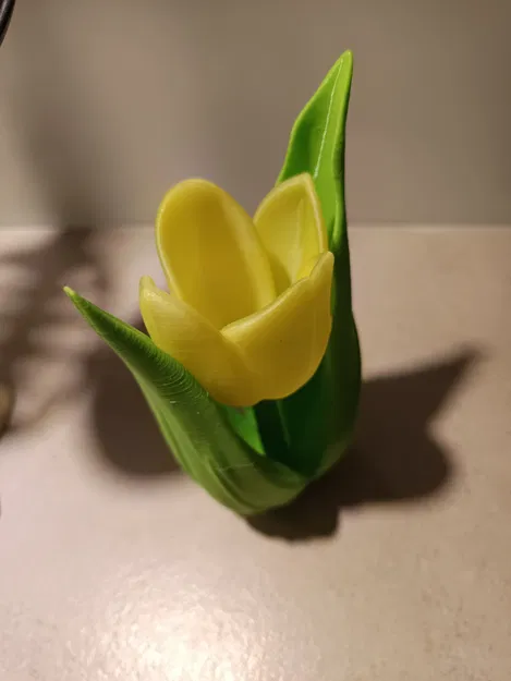 Kwiat tulipanu (hoa tulip) - Image 2