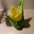 Kwiat tulipanu (hoa tulip) - Thumbnail 2