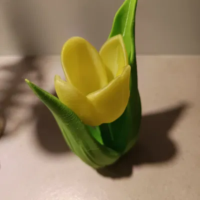 Kwiat tulipanu (hoa tulip)