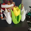Kwiat tulipanu (hoa tulip) - Thumbnail 3