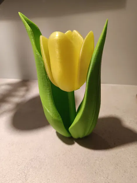 Kwiat tulipanu (hoa tulip) - Image 4