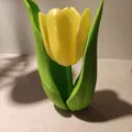 Kwiat tulipanu (hoa tulip) - Thumbnail 4