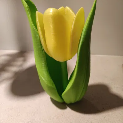 Kwiat tulipanu (hoa tulip)