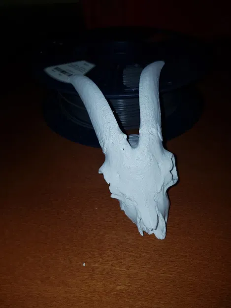 Hộp Sọ Dê Nhà - Mô Hình 3D - Image 1