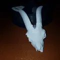 Hộp Sọ Dê Nhà - Mô Hình 3D - Thumbnail 1