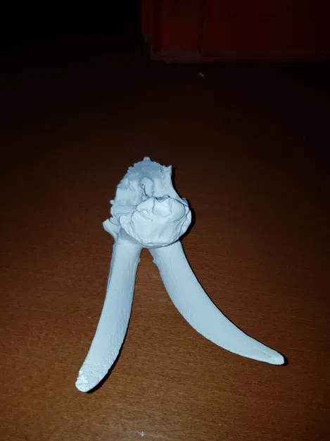 Hộp Sọ Dê Nhà - Mô Hình 3D - Image 2