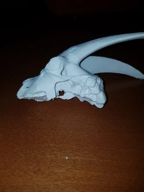 Hộp Sọ Dê Nhà - Mô Hình 3D - Image 3