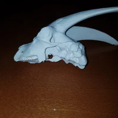 Hộp Sọ Dê Nhà - Mô Hình 3D