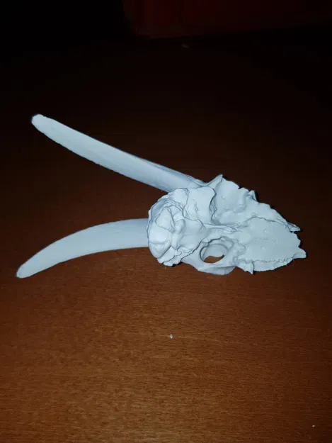 Hộp Sọ Dê Nhà - Mô Hình 3D - Image 4