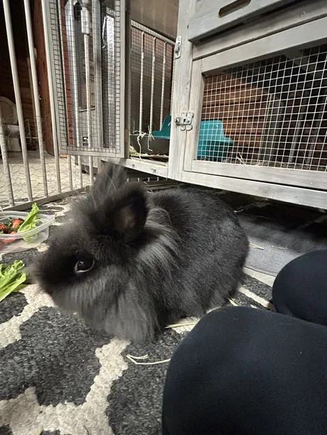 Burt the rabbit (Chú thỏ Burt) - Image 1