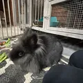 Burt the rabbit (Chú thỏ Burt) - Thumbnail 1