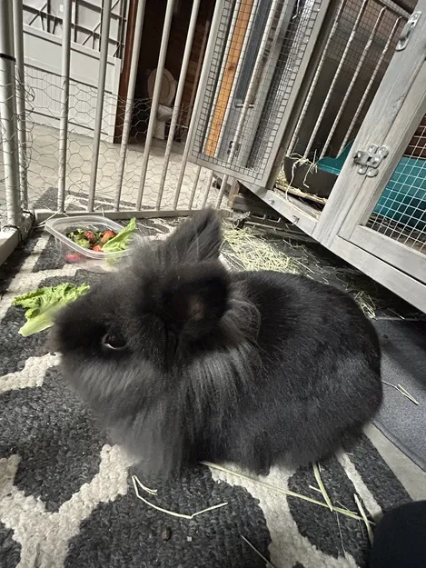 Burt the rabbit (Chú thỏ Burt) - Image 2