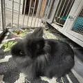 Burt the rabbit (Chú thỏ Burt) - Thumbnail 2
