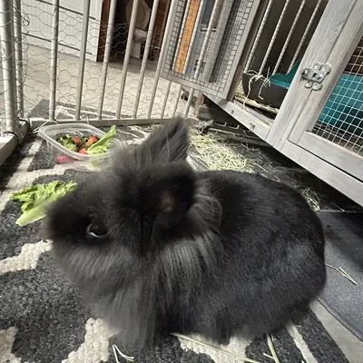 Burt the rabbit (Chú thỏ Burt)