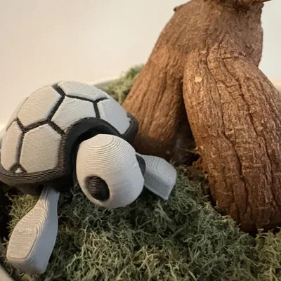 Bé Rùa Con Dễ Thương Nhiều Màu (Remix)