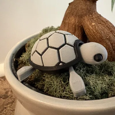 Bé Rùa Con Dễ Thương Nhiều Màu (Remix)