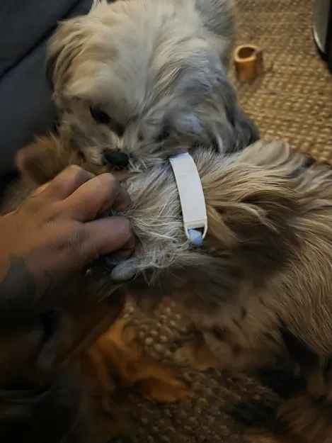 Thẻ gắn vòng cổ (Tag for collar) - Image 3