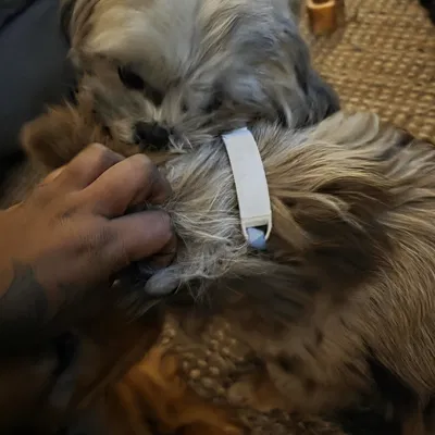 Thẻ gắn vòng cổ (Tag for collar)