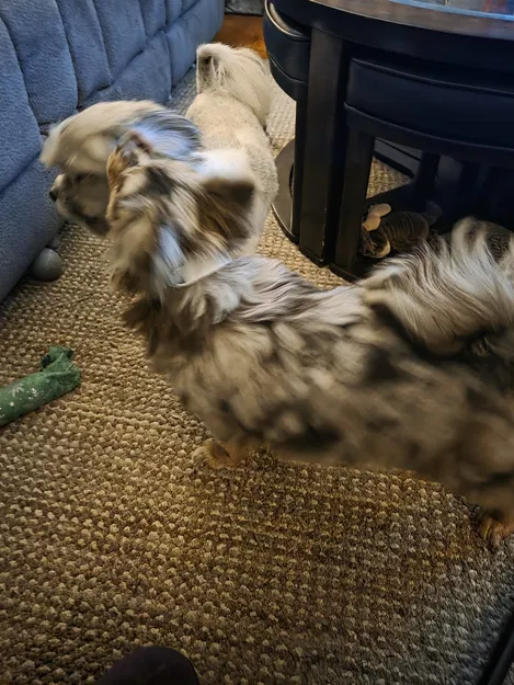 Thẻ gắn vòng cổ (Tag for collar) - Image 4