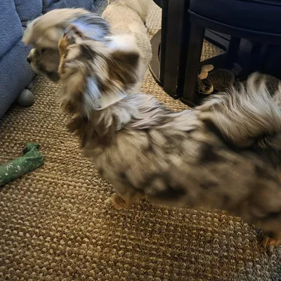 Thẻ gắn vòng cổ (Tag for collar)