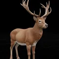 Hươu (Deer) - Thumbnail 1