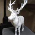 Hươu (Deer) - Thumbnail 4