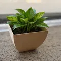 Chậu Cây Vuông Bo Cong (Square Planter with Curved Sides) - Thumbnail 1
