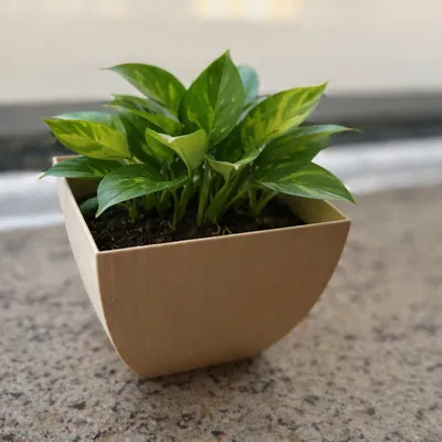 Chậu Cây Vuông Bo Cong (Square Planter with Curved Sides)