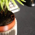 Chậu Tự Tưới Nước (Self-Watering Planter) - Thumbnail 4