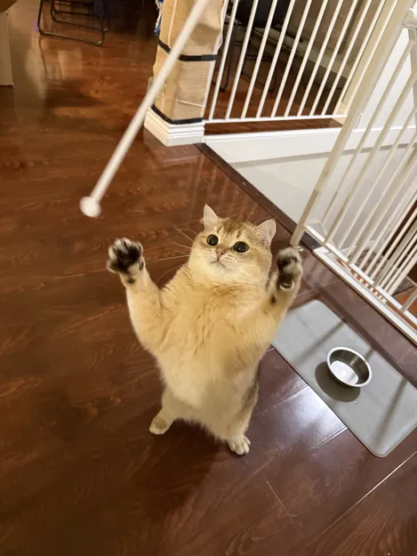 Đồ chơi cho mèo (mèo duyệt) - Image 1