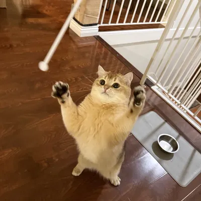 Đồ chơi cho mèo (mèo duyệt)